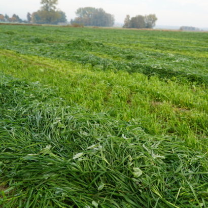 BG13 pierwszy pokos 2.jpg